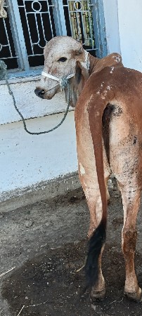 ગોધલોવેસવાનોછે