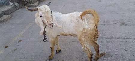 બકરો વેચવાનો છે