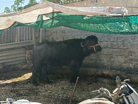 थंबनेल 3