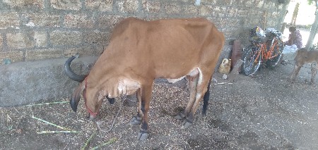 થંબનેલ 2