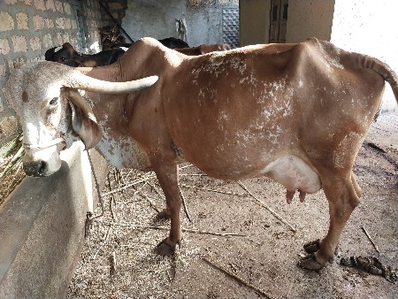 થંબનેલ 3