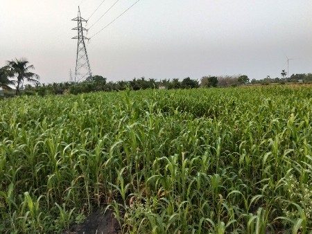જુવાર દેવાનિ છે  જુવાર દેવાની છે
