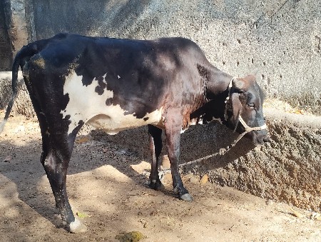 थंबनेल 3