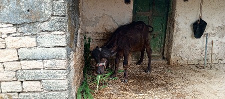 ખોડા ફોન નોકરવા