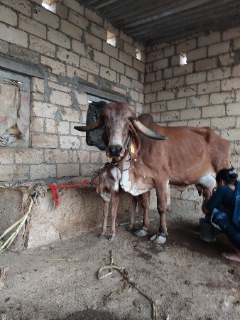 થંબનેલ 3