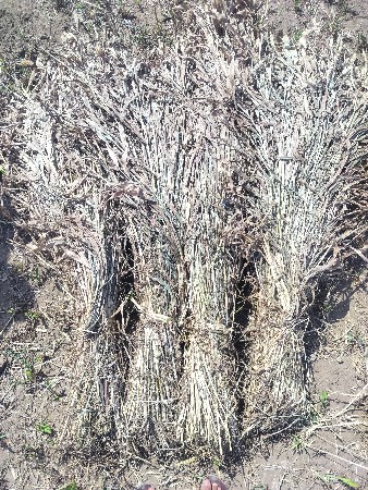 જવાર ની નિરણ વેચવાની છૅ