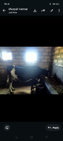 ગાય વેચવાની છે એ સબ