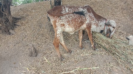 थंबनेल 2