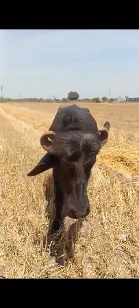 બે પાડી બેસવાની છે