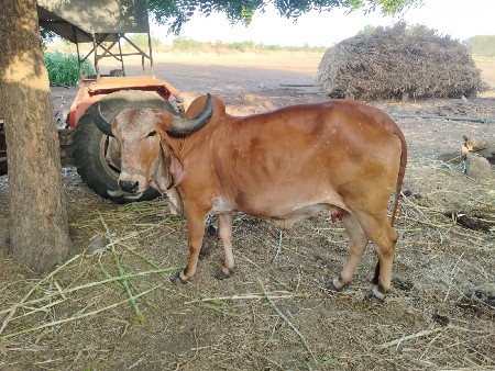 એક મહિનાની કાચી