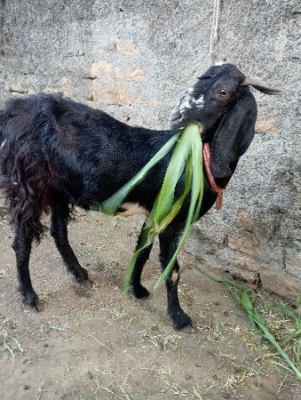 थंबनेल 3