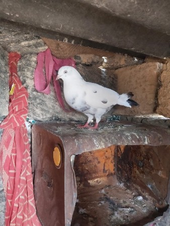 કબૂતર વેચવાના છે