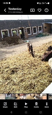 તબેલો માં જોડી જોઈએ છે  15 ગાય