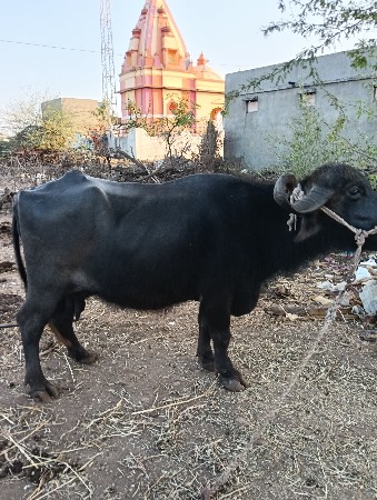 ભેંસ.વેચવાની.છે