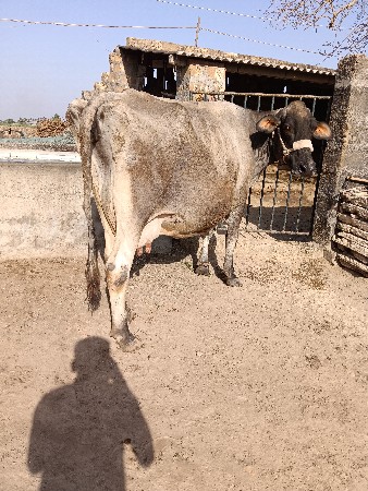 થંબનેલ 3