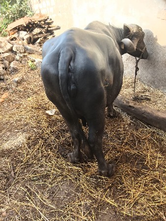 ભેંસ વેસવાની છે