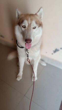 હસકી ડોગ ઓન્લી ફોર મિટિંગ માટે જ ન