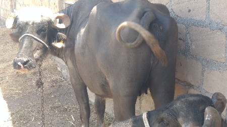 थंबनेल 2