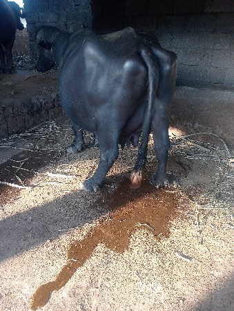 थंबनेल 3