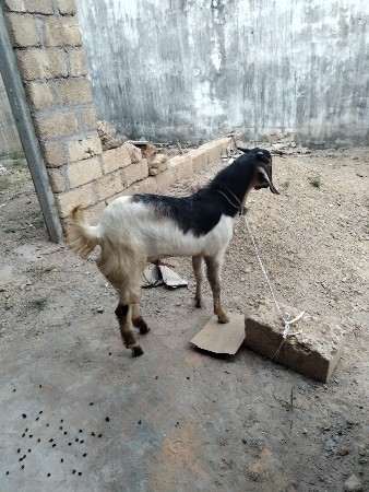 બે પતીરા બકરા વેચવાના છે