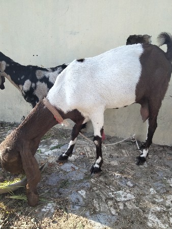 થંબનેલ 3