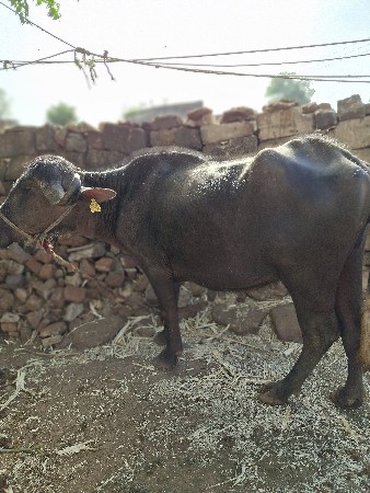 थंबनेल 2