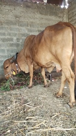 ગાય આપવા ની છે