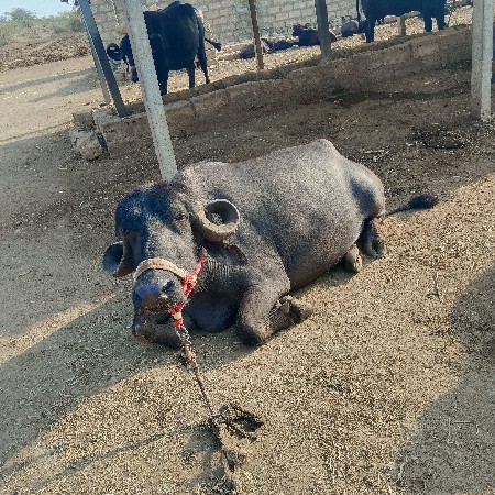 थंबनेल 2