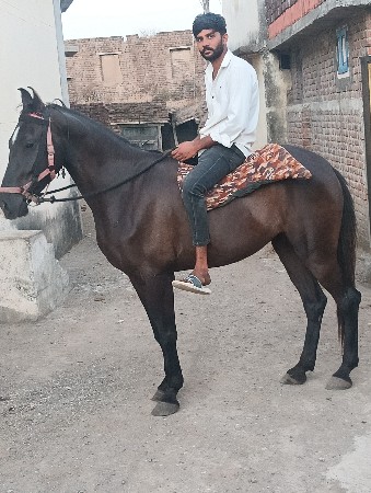 આ ધોડી વેસવાની સે સાટા કરવાના સે