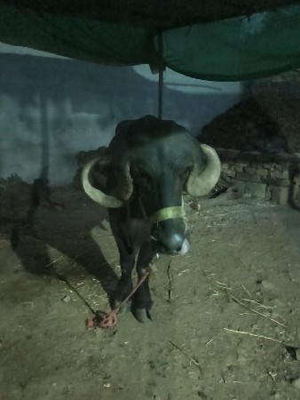 ચાર દાતે પાડે છે