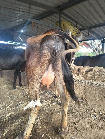 થંબનેલ 3