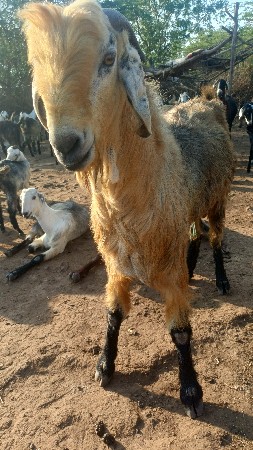 બકરો