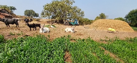 આ બળધ વેચવાના છે