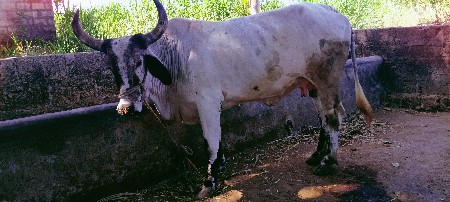 थंबनेल 3