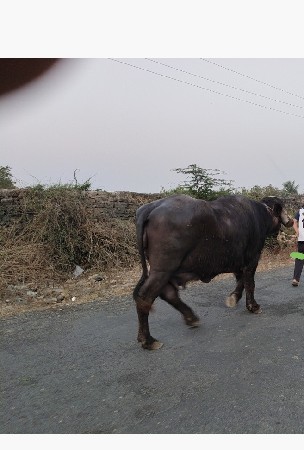 थंबनेल 3