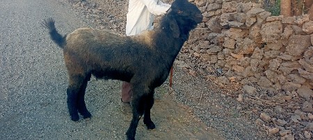 थंबनेल 3