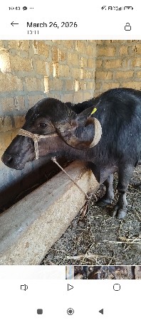 થંબનેલ 3