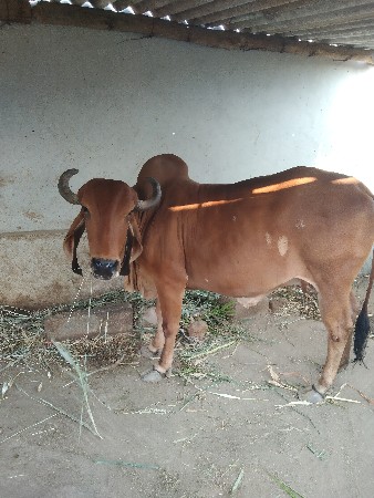 આ ગાય વેસવાની છે