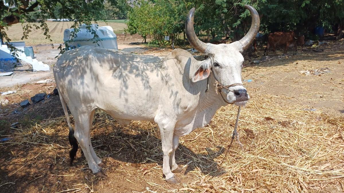બળદ