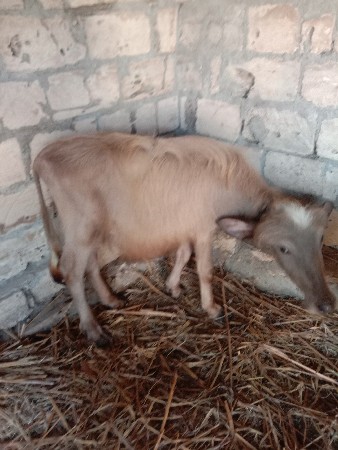 थंबनेल 3