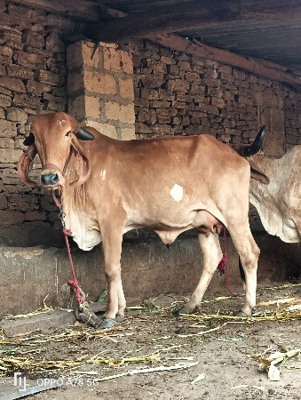 ગાય વેચવાની છે