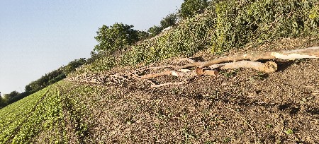 નીલગીરી ના લાકડા વેચવાના છે