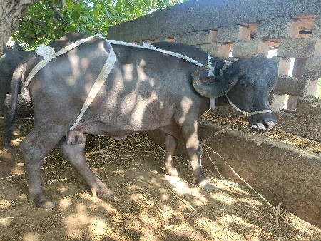 થંબનેલ 3