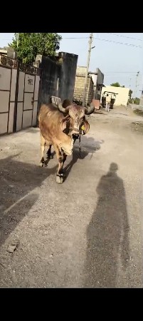 કાંબલી ગાય વેશવાનીછે