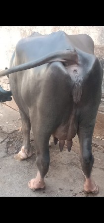 थंबनेल 2