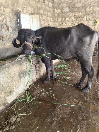 ખડેલું વેચવાનું છે