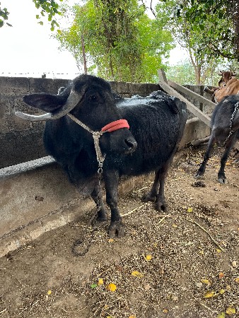 ભેસ વેચવાની છે