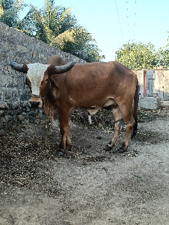 હોડકી વેચવાની છે