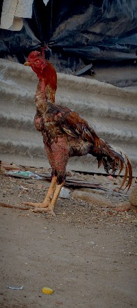 થંબનેલ 3