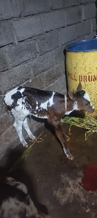 ક્રોસ ગાય વેચવાની છે